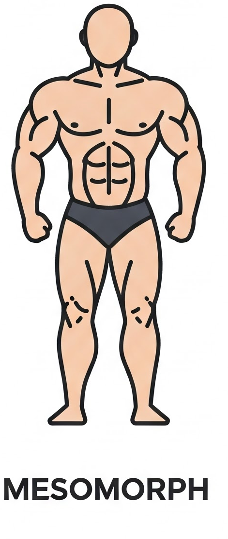 Mesomorph Body Type
